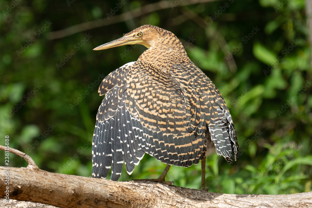 Obraz premium Tiger Heron with Wings Spread Costa Rica Immature