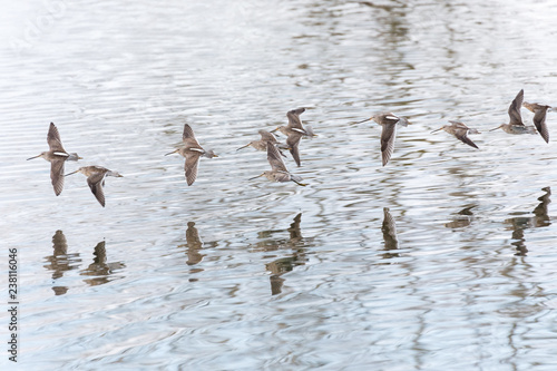 Long billed dowitcher photo