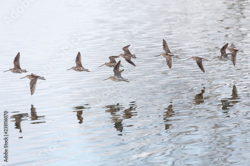 Long billed dowitcher photo