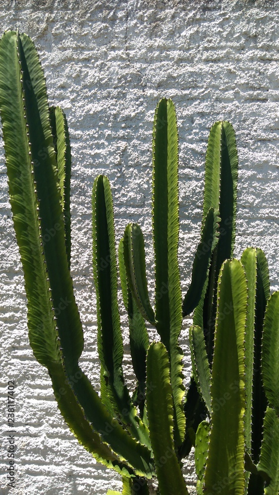 Big cactus Big cactus