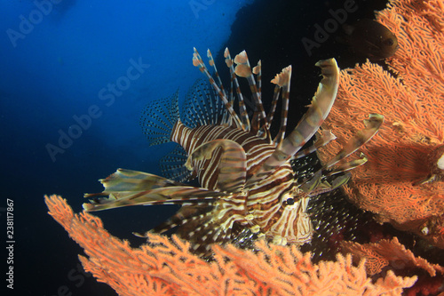 Lionfish fish on coral reef  photo