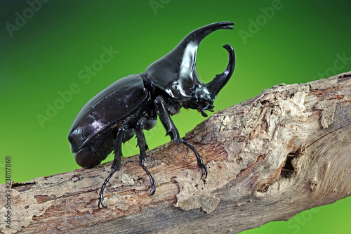 The Siamese rhinoceros beetle (Xylotrupes gideon) or fighting beetle, It is particularly known for its role in insect fighting in Thailand. New trend of Awesome pets / Popular exotic pets from Asia. © Cheattha