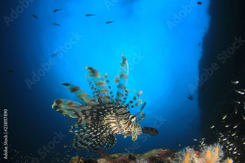 Lionfish fish on coral reef 