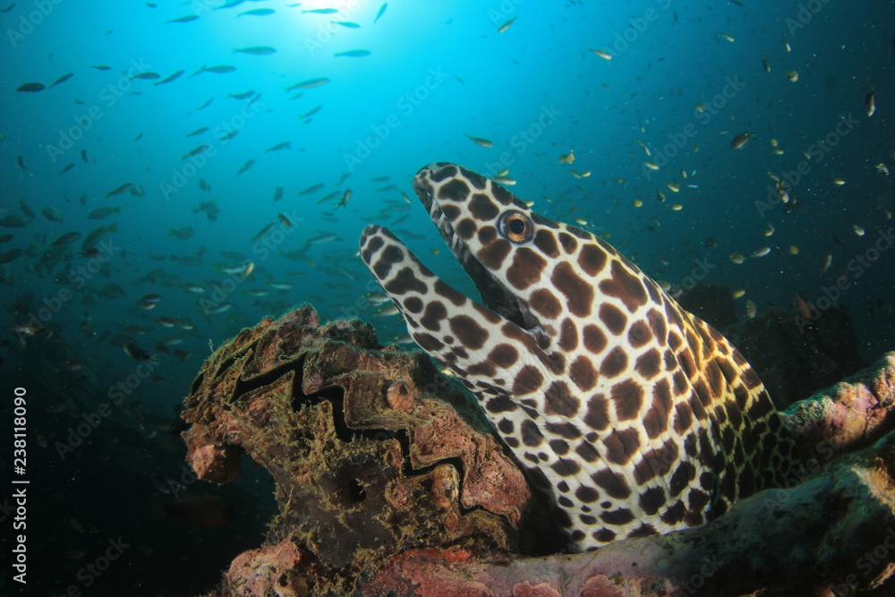 Fototapeta premium Honeycomb Moray Eel 
