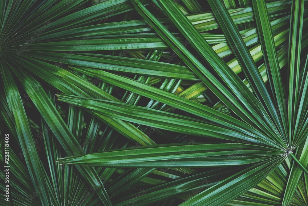 Dark green leaf texture background, tropical jungle tone concept Dark green leaf texture background, tropical jungle tone concept