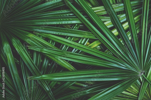 Dark green leaf texture background  tropical jungle tone concept