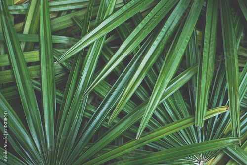 Dark green leaf texture background  tropical jungle tone concept