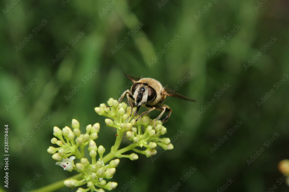 Honey Bee collecting pollen on a succulent flower head Honey Bee collecting pollen on a succulent flower head