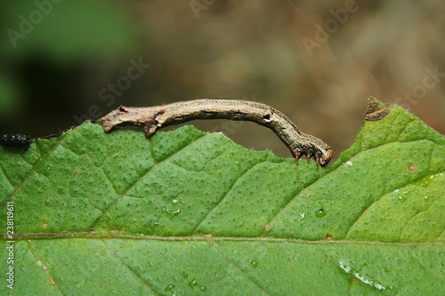 Peppered Moth Caterpillar 'Biston betularia', feeding on the leaf of a potato plant photo