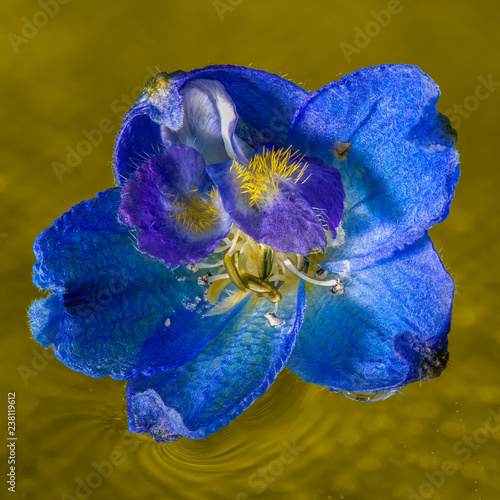 Delphinium on soft green background