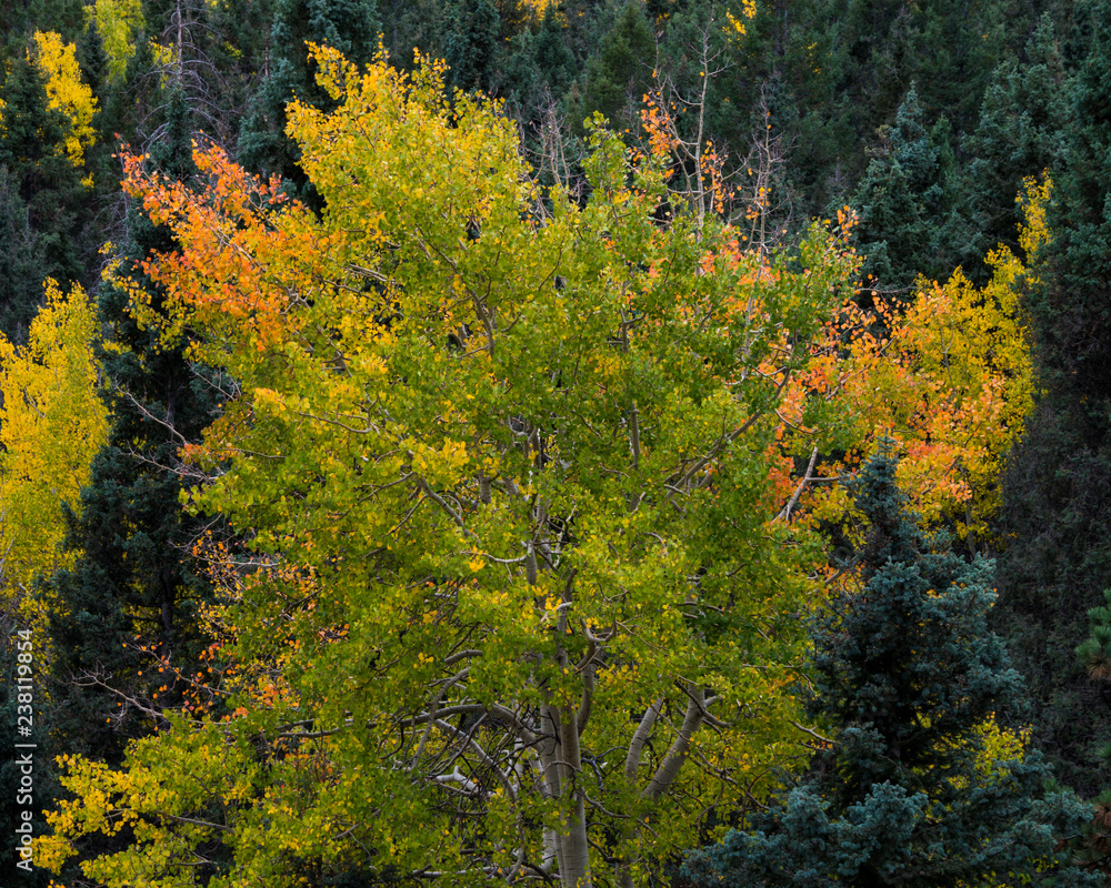 Colorful trees in fall, green, orange, yellow.