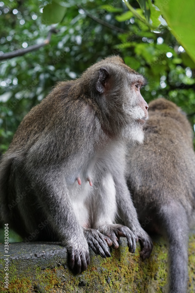 Female monkey Female monkey