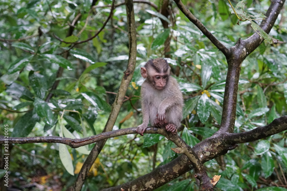 Baby monkey in tree Baby monkey in tree
