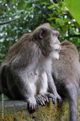 Female monkey © venkatesh