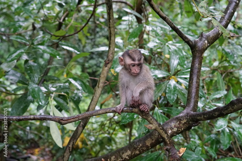 Baby monkey in tree