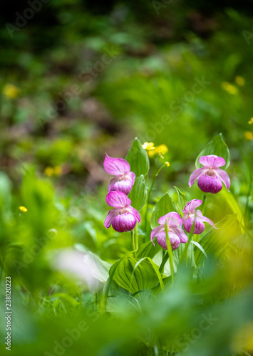 Beautiful Showy Lady's-slipper photo