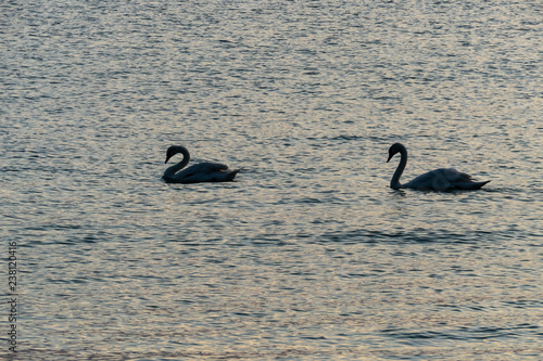 Swans Morning