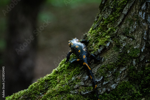 Salamander in nature