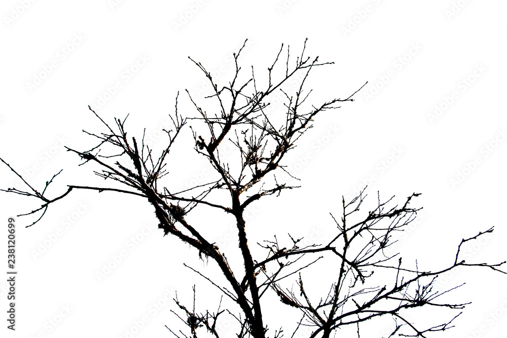Fototapeta premium darktone of tree isolated on white 
