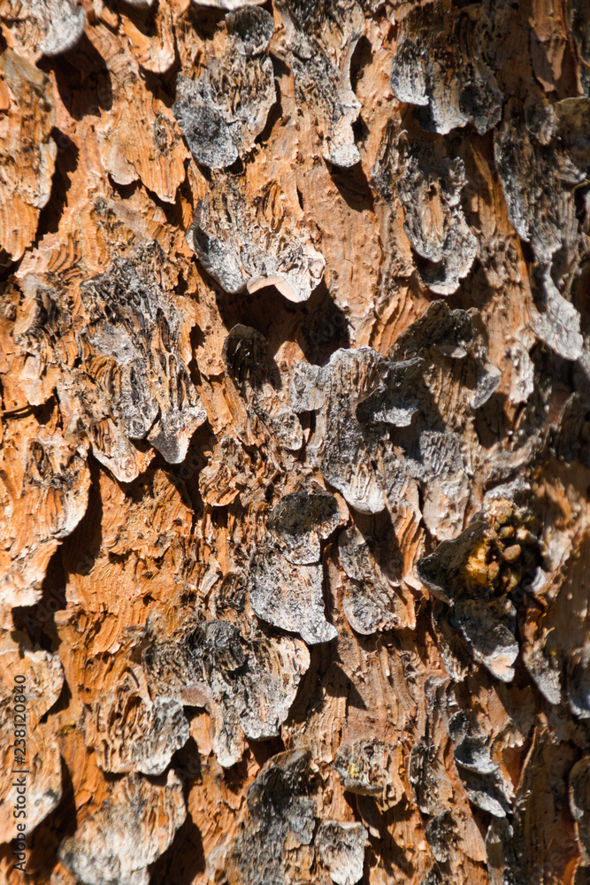 Close-up Photo of Peeling Tree Bark - Vertical Close-up Photo of Peeling Tree Bark - Vertical