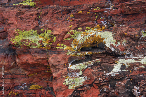 Closeup of colorful lichen on petrified wood in Petrified Forest National Park, Arizona.