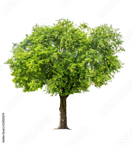 The tree is completely separated from the white ba background Scientific name Tamarindus indica