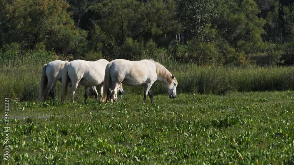 White Camargue horse, Camargue, France White Camargue horse, Camargue, France