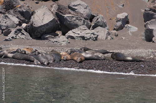 Northern elephant seals on guadalupe island mexico
