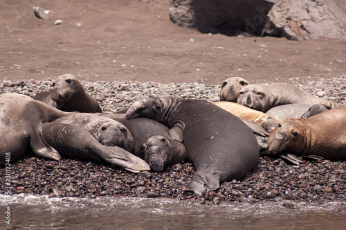 Northern elephant seals on guadalupe island mexico