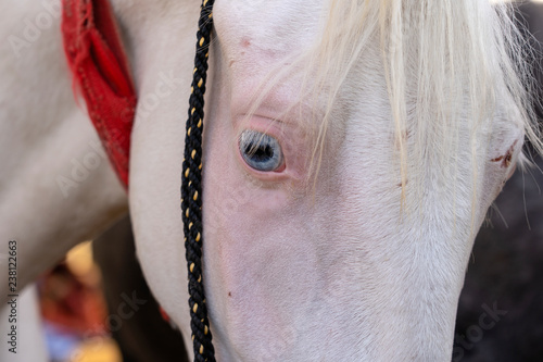 Fototapeta Naklejka Na Ścianę i Meble -  White horse head portrait at Pushkar Fair in Rajasthan, India. Close up