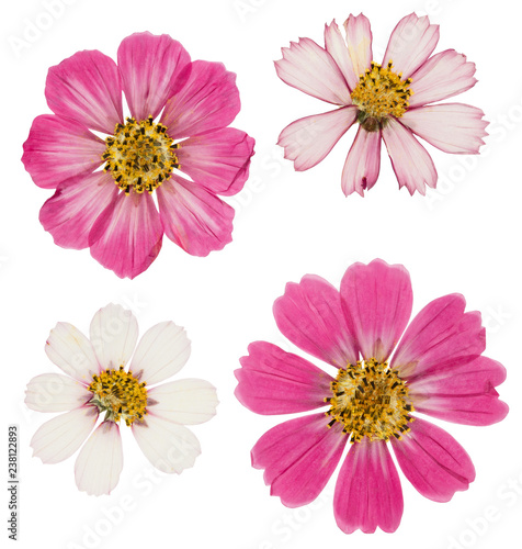 Pressed and dried flower cosmos  isolated on white