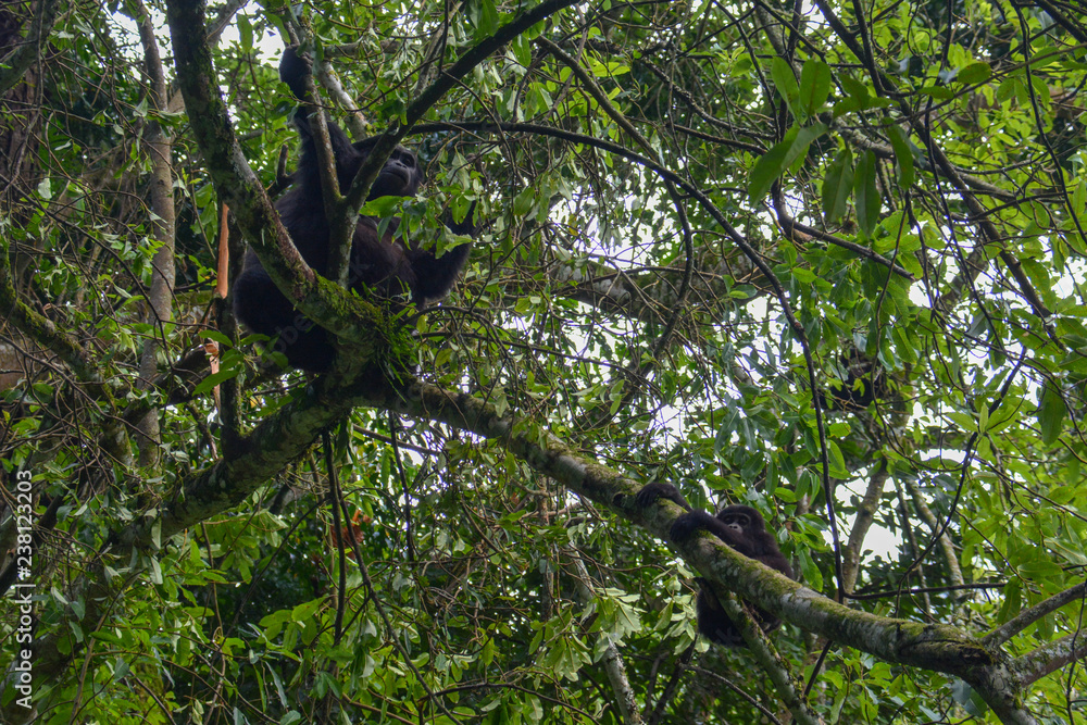Baby mountain gorilla struggling to hang onto tree branch while mom seems indifferent Baby mountain gorilla struggling to hang onto tree branch while mom seems indifferent