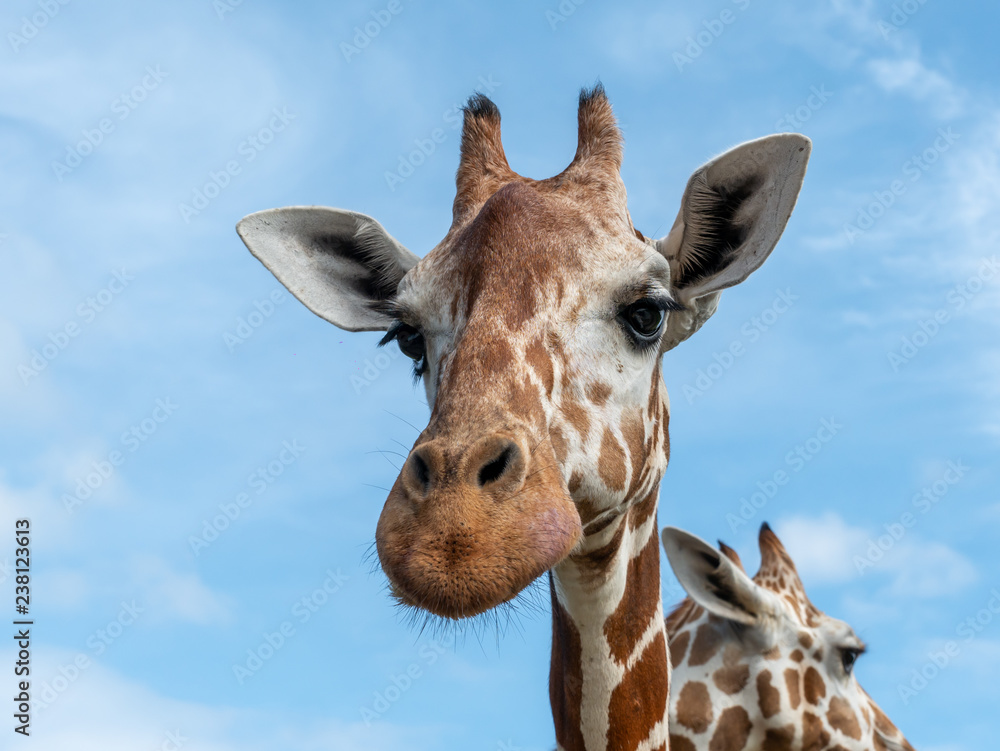 Naklejka premium Cute giraffe face in the Calauit Safari Park