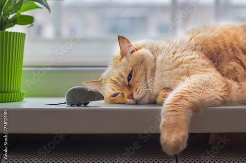 Close-up beautiful huge white red cat with blue eyes and long hair lying on windowsill in apartment and lazily looking at gray toy mouse