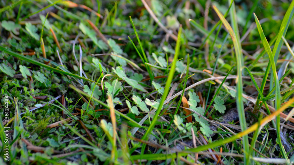 Grass Macro Grass Macro