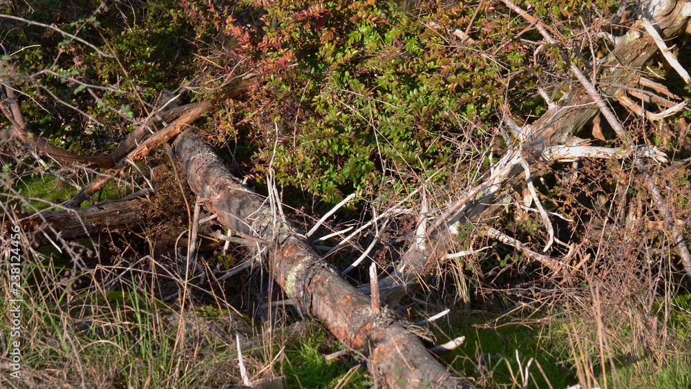 Old Fallen Trees Old Fallen Trees
