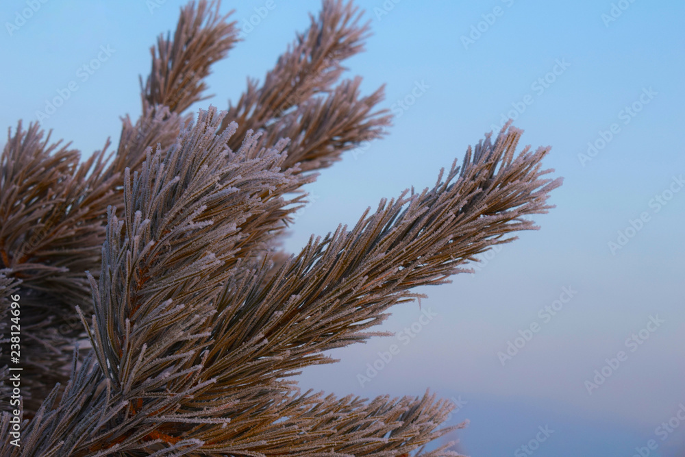 Snow-covered spruce branches. Tree in snow. Pine branches against the sky. Frosty air. Christmas. New year. Snow-covered spruce branches. Tree in snow. Pine branches against the sky. Frosty air. Christmas. New year.