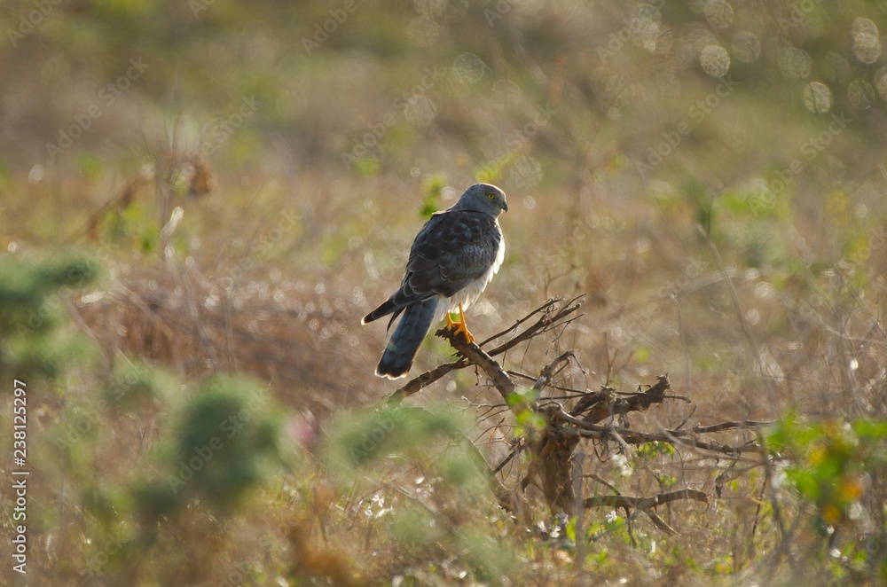 Obraz premium Northern Harrier