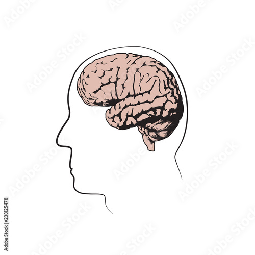 Human head with brain. Vector medical flat line illustration. White background.