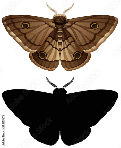 Set of colour moth and silhouette