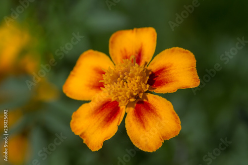 yellow red marigold