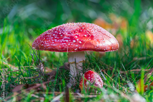 Red Fungus 
