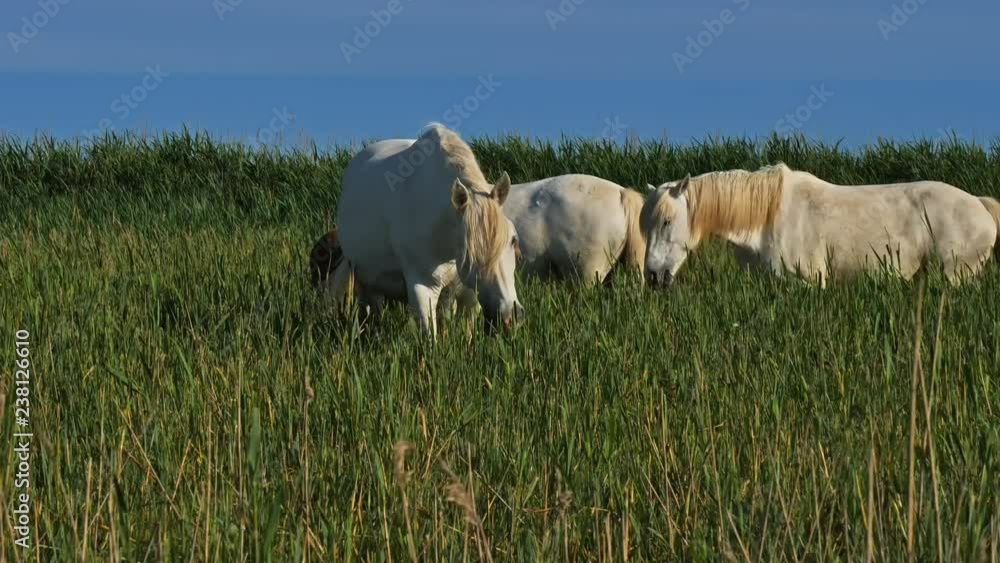 White Camargue horse, Camargue, France White Camargue horse, Camargue, France