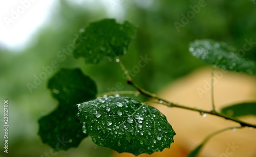 water drops on green leaf