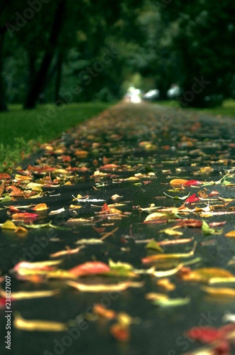 autumn in the park