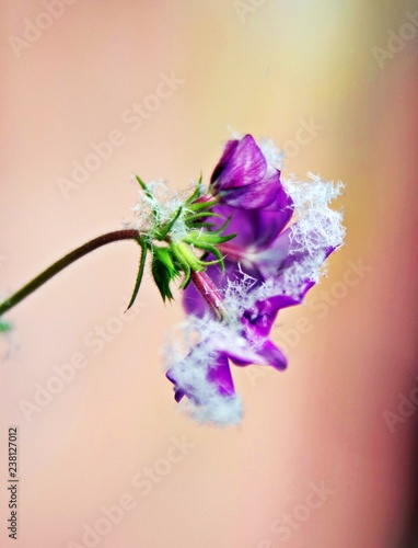 flowers on blue background