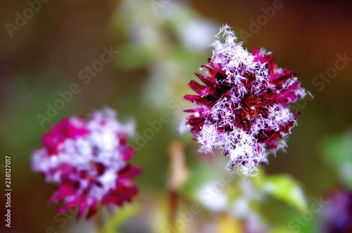 purple flowers in the garden