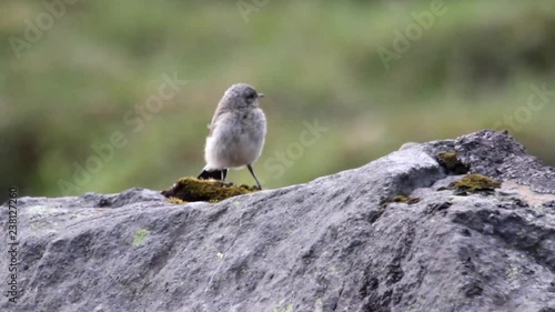 Snow bunting Birds photo