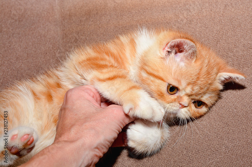 Little kitten exotic breed color red marble lying on the couch © Ольга Васильева