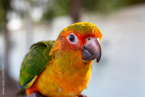 The parrot is happy on the finger in the pine tree. Parakeet on the finger, Parrot Sun conure on hand. Close Up Puppy Parrot.